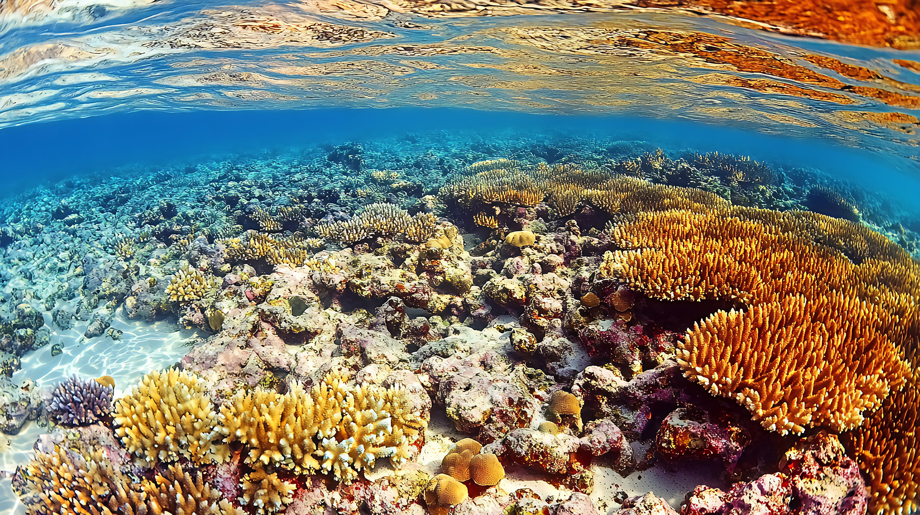 Underwater view of a vibrant coral reef with diverse coral forma